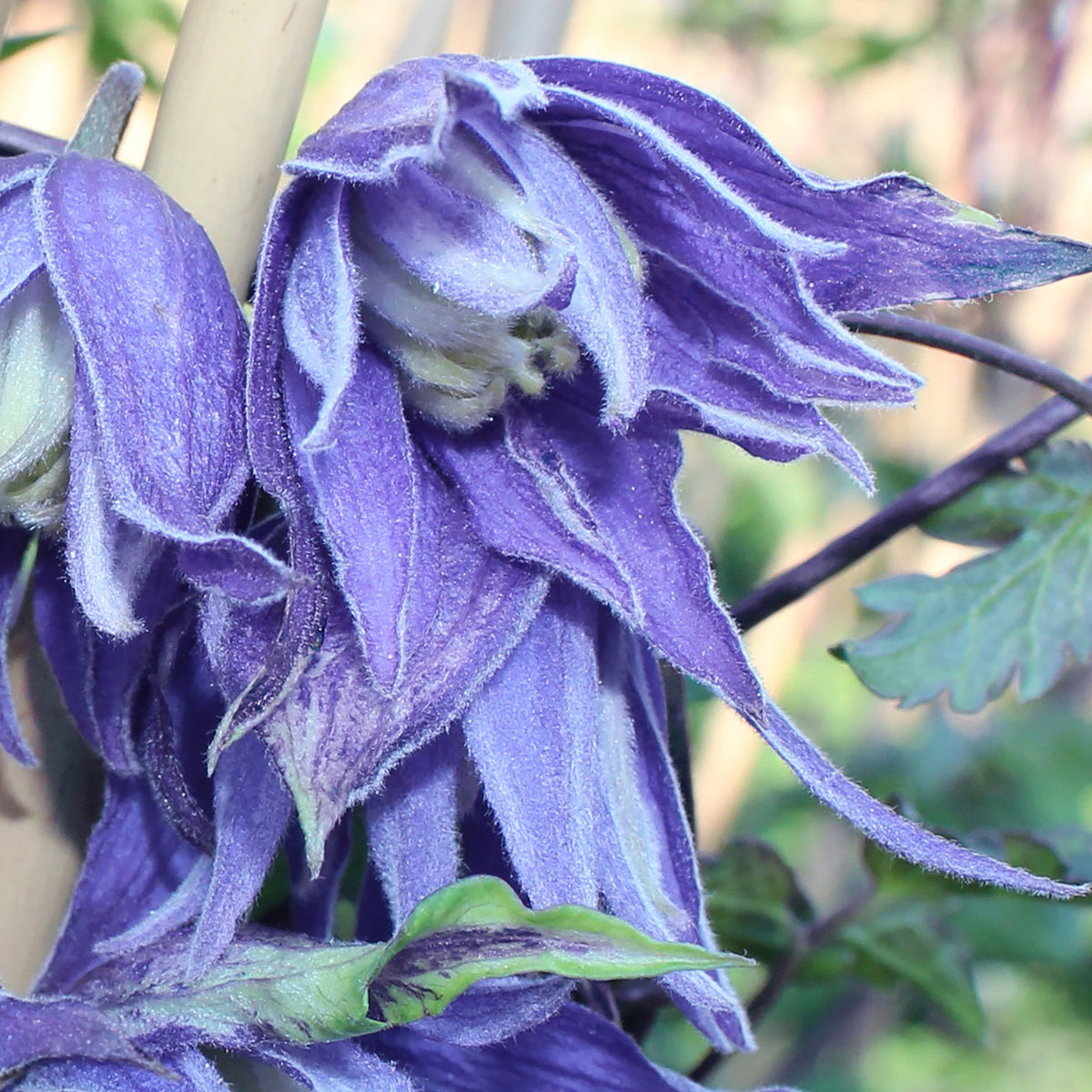 Clematis macropetala