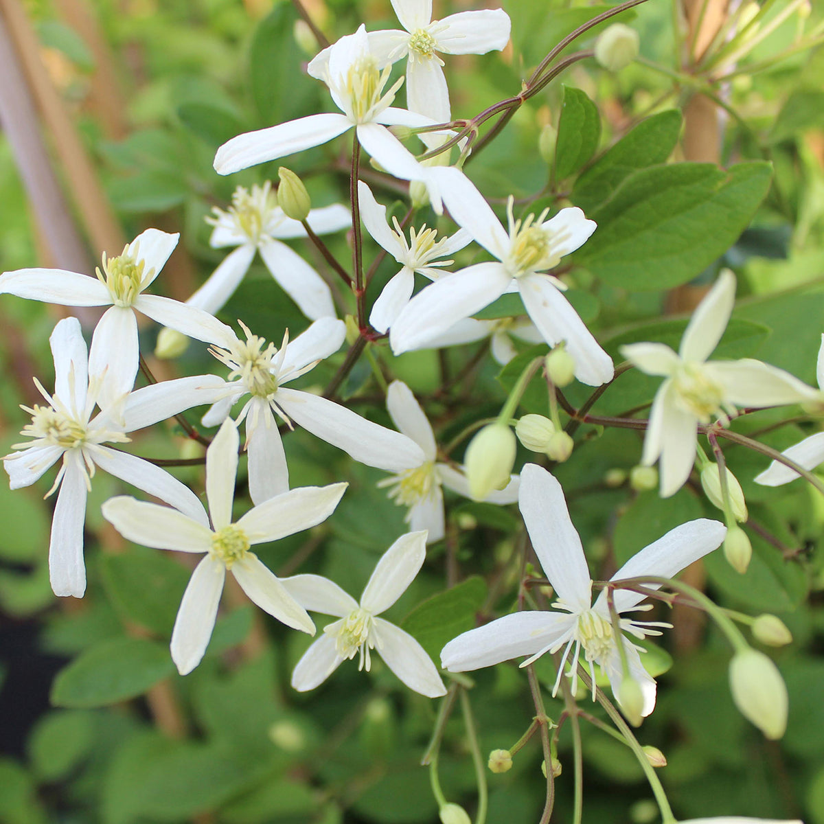 Clematis mandschurica