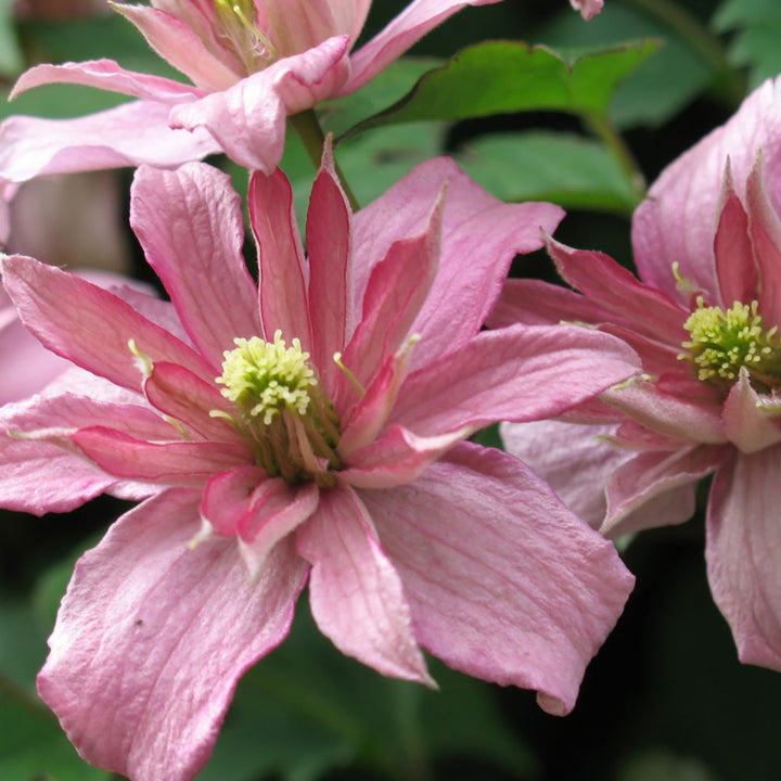 Clematis montana 'Broughton Star'