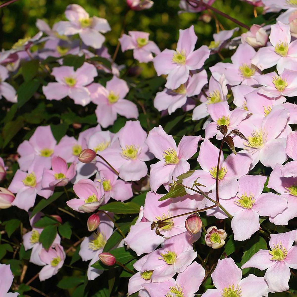 Clematis montana 'Elizabeth'