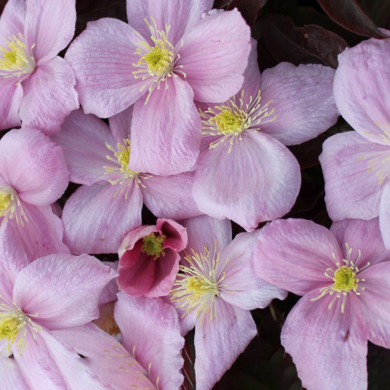 Clematis montana 'Fragrant Spring'