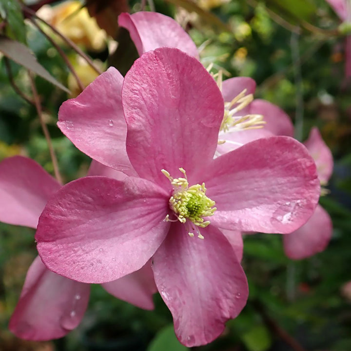 Clematis montana 'Freda'