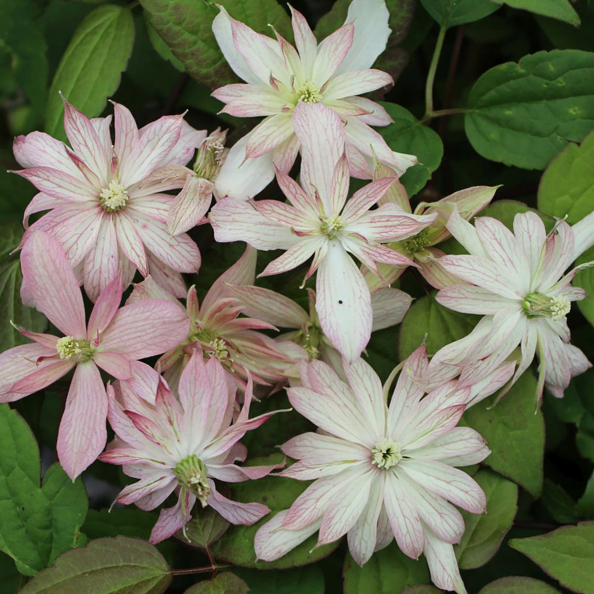 Clematis montana 'Marjorie'