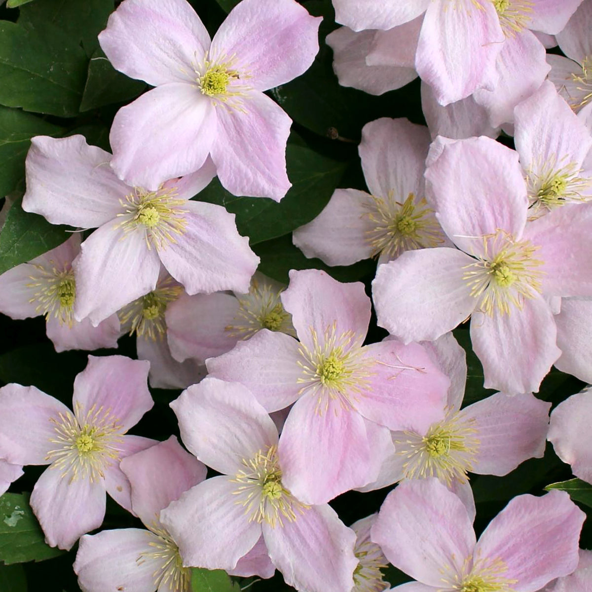 Clematis montana 'Mayleen'