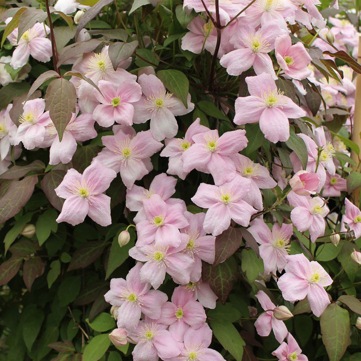 Clematis montana 'Rubens'