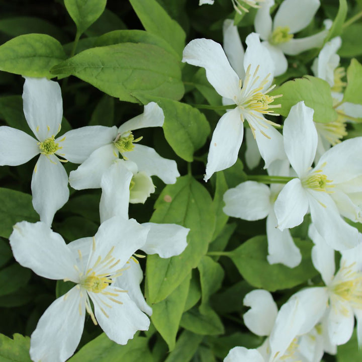 Clematis montana 'Superba'
