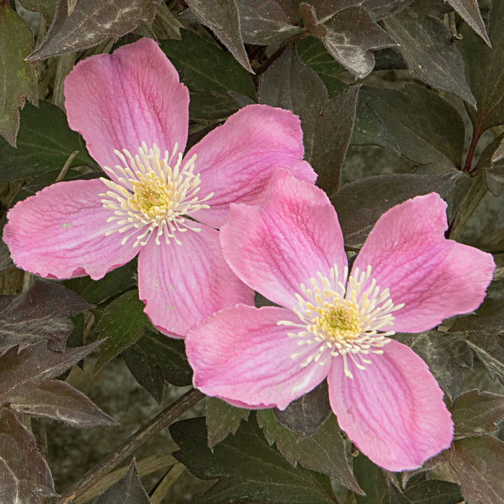 Clematis montana 'Tetrarose'