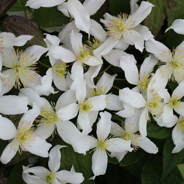 Clematis montana 'Wilsonii'