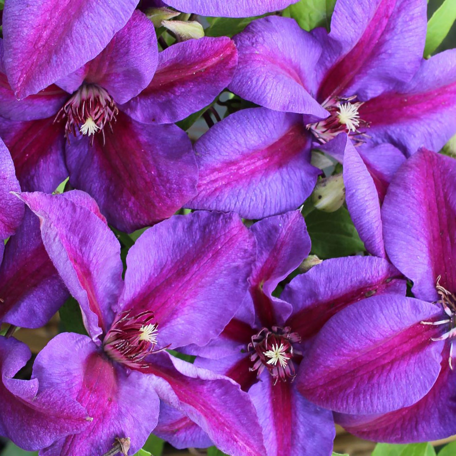 Clematis 'Mrs. N. Thompson'