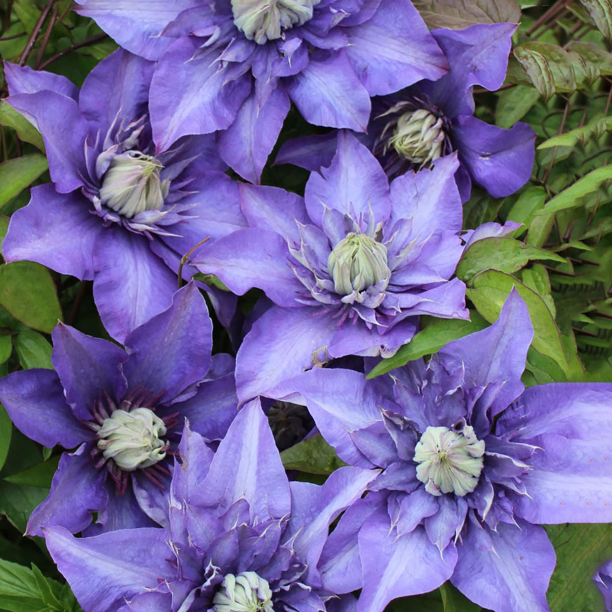 Clematis 'Multi Blue'