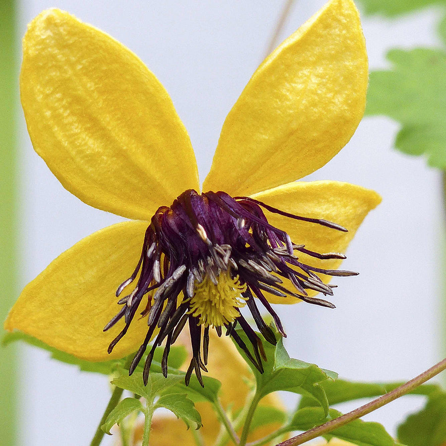 Clematis orientalis 'Bill MacKenzie'