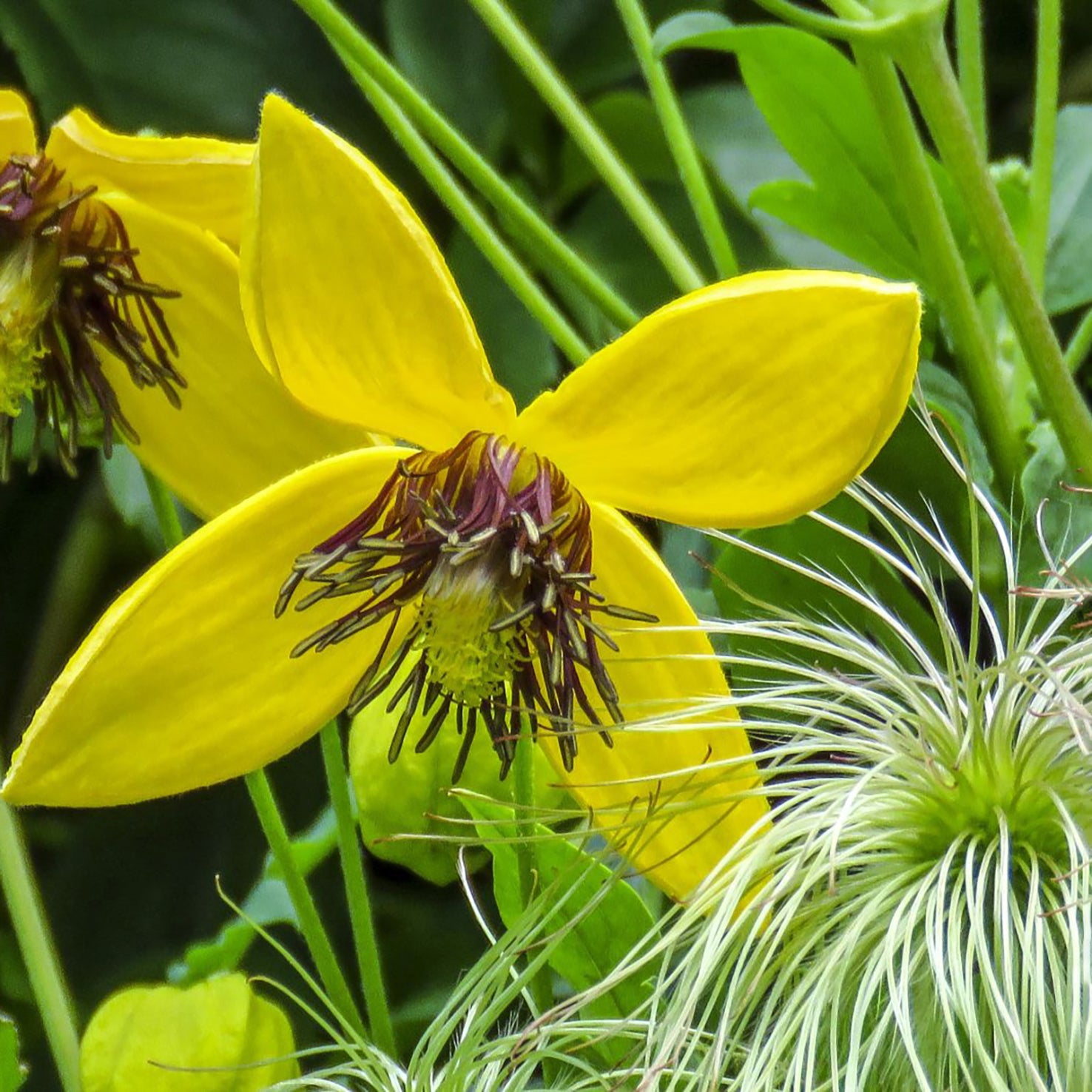 Clematis orientalis 'Orange Peel'