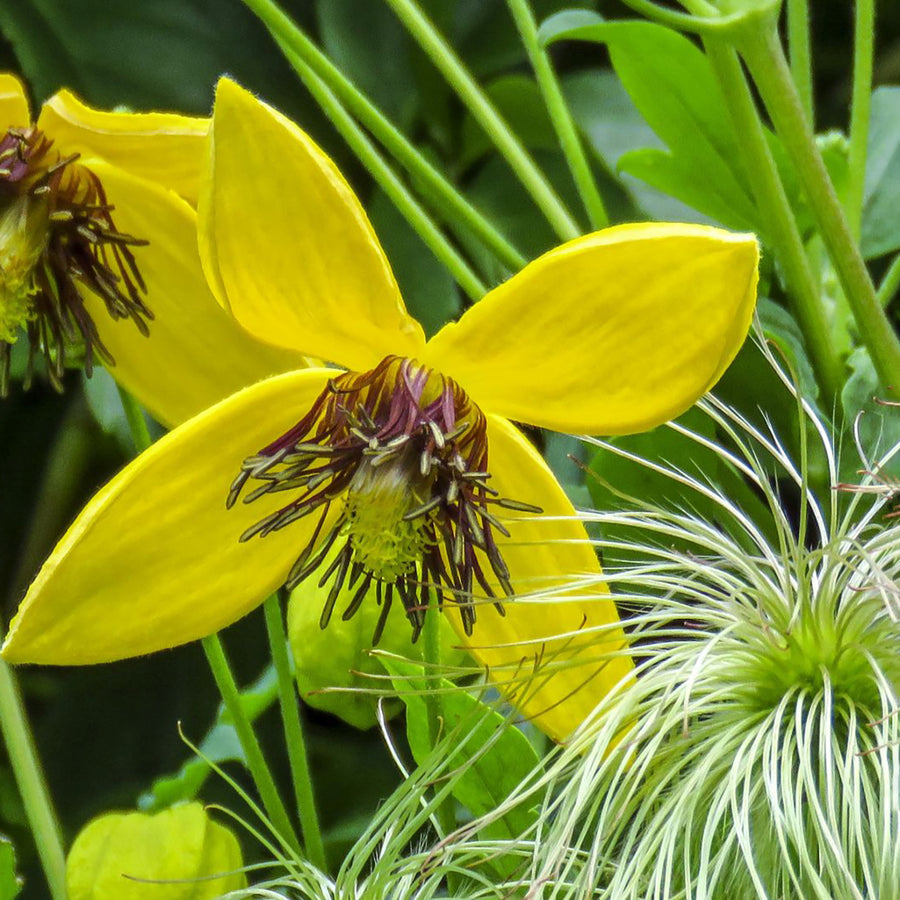 Clematis orientalis 'Orange Peel'