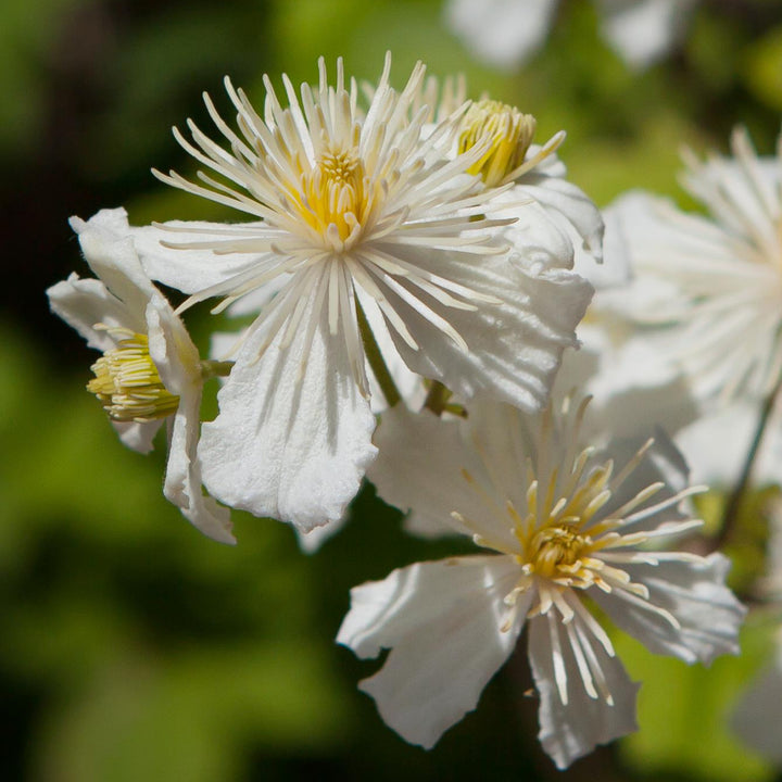 Blüte der Clematis 'Paul Farges'