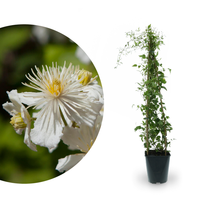 Clematis 'Paul Farges' Weiß