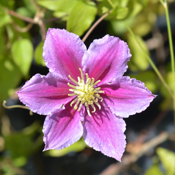 Blüte der Clematis 'Piilu'