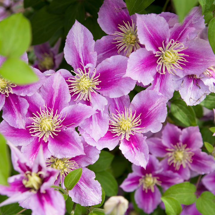 Clematis 'Piilu' im Garten