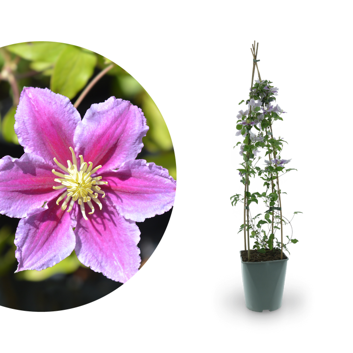 Clematis 'Piilu' Rosa-Weiß