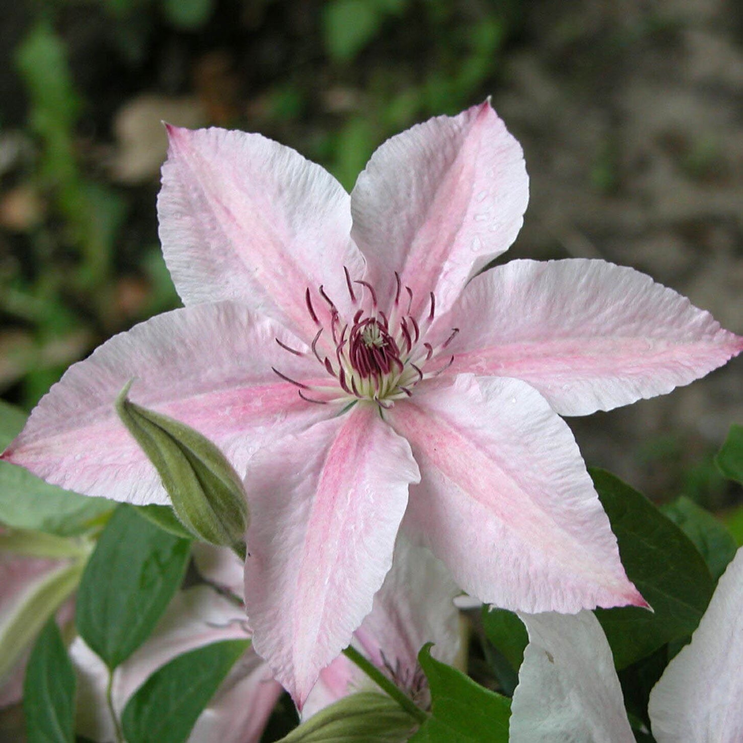Clematis 'Pink Fantasy'