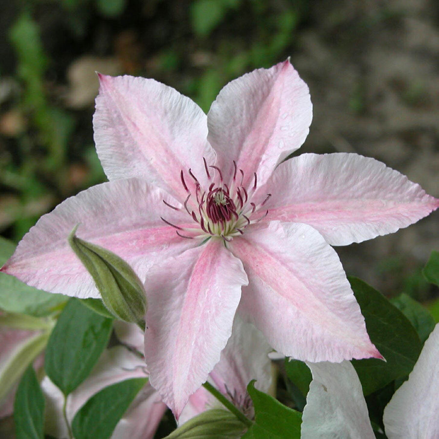 Clematis 'Pink Fantasy'