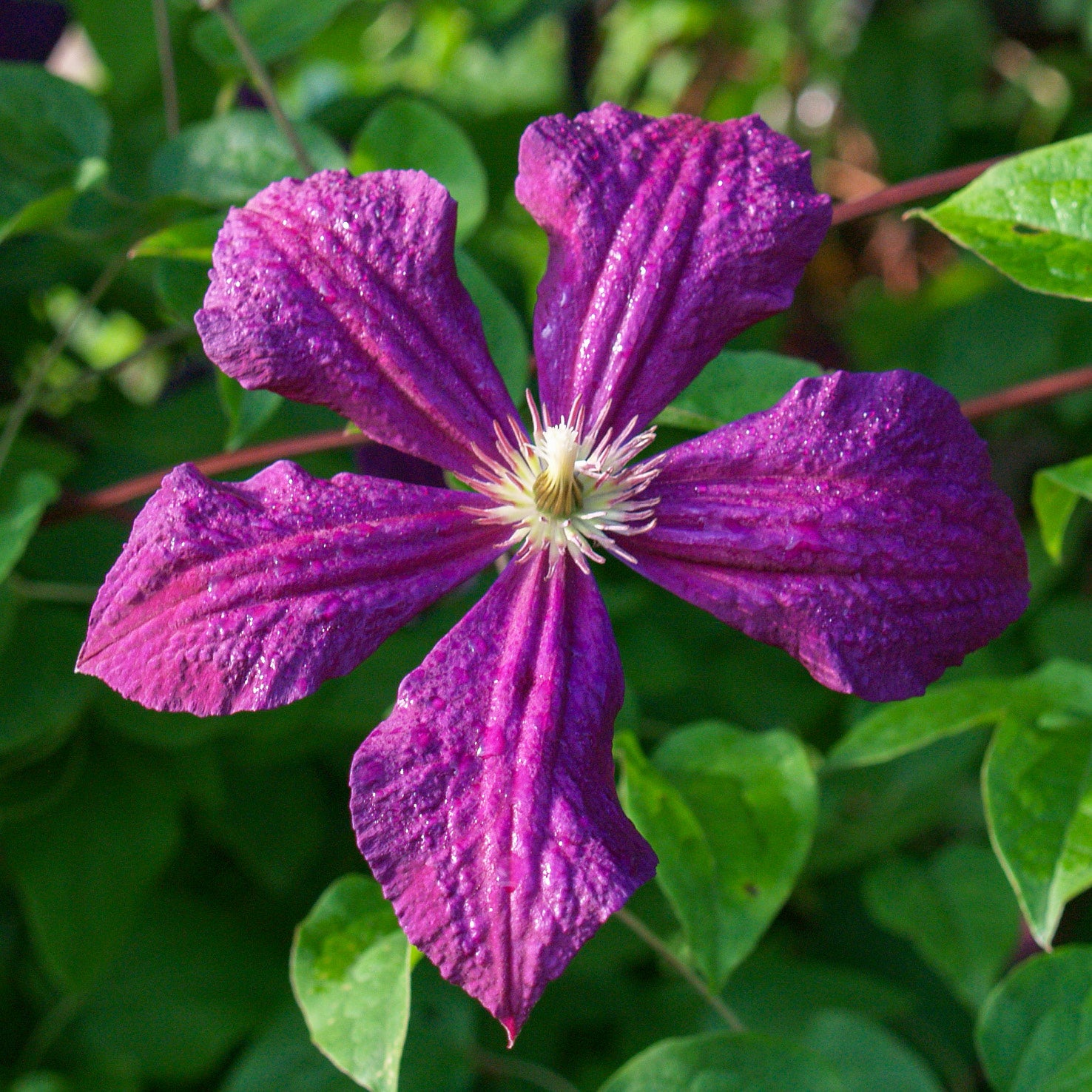 Blüte der Clematis 'Polish Spirit'