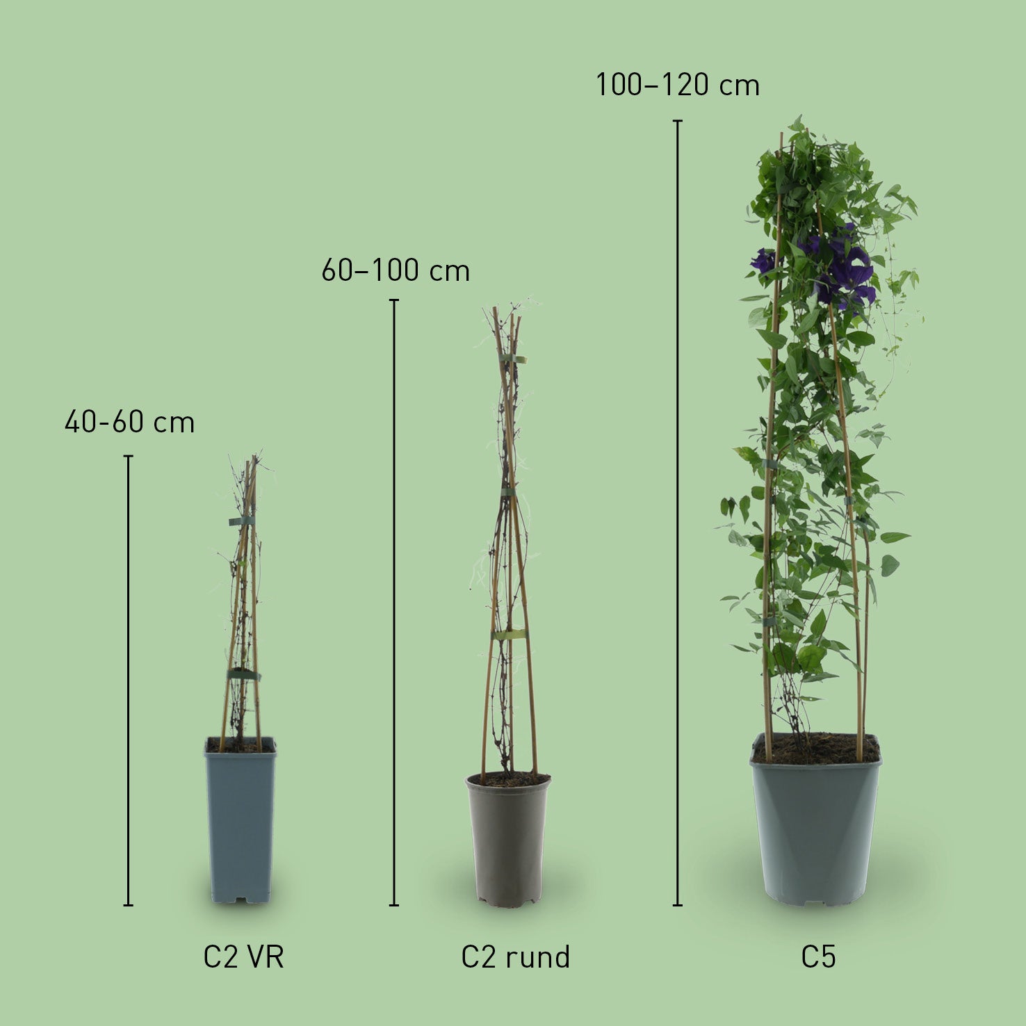 Größe der Clematis 'Polish Spirit'
