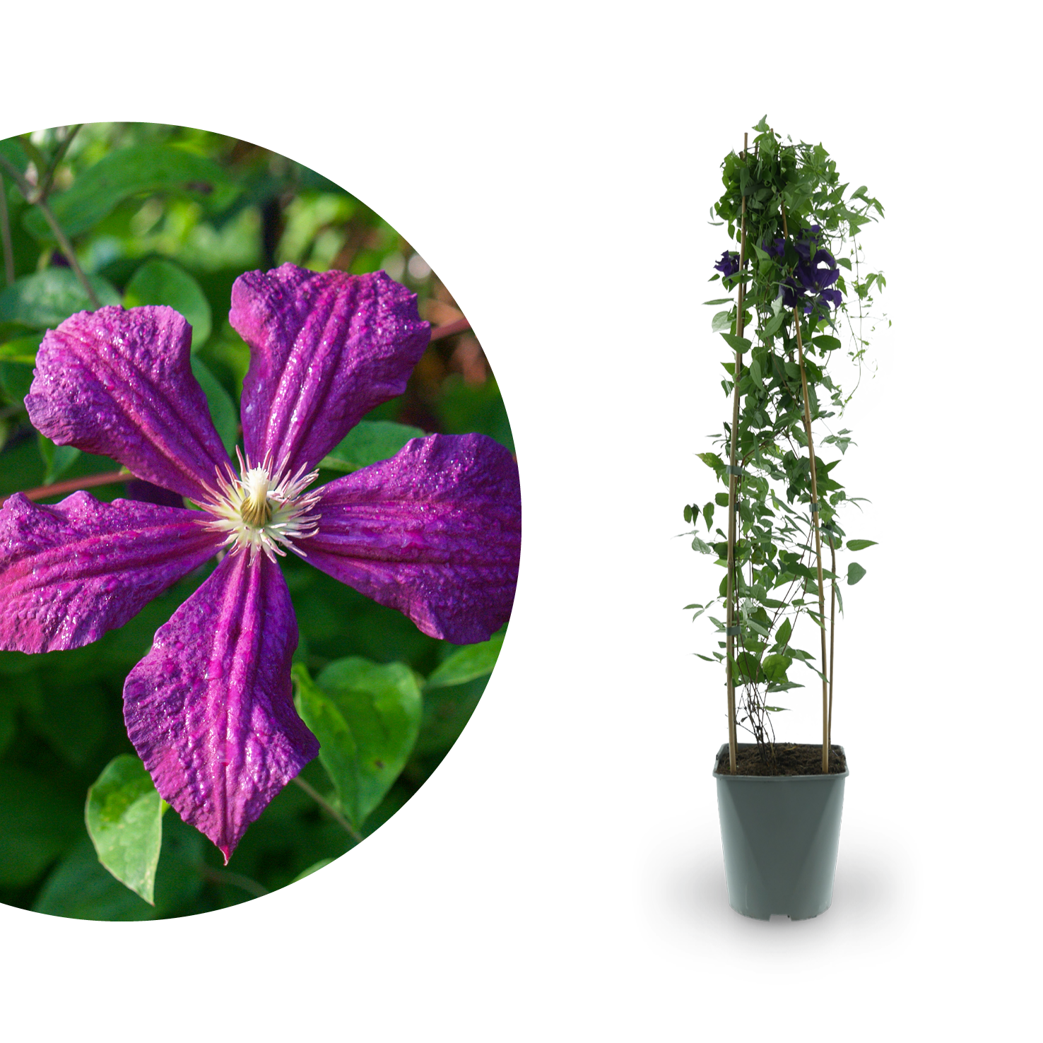 Clematis 'Polish Spirit' Dunkelviolett