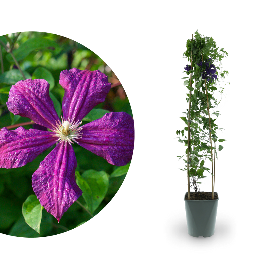 Clematis 'Polish Spirit' Dunkelviolett