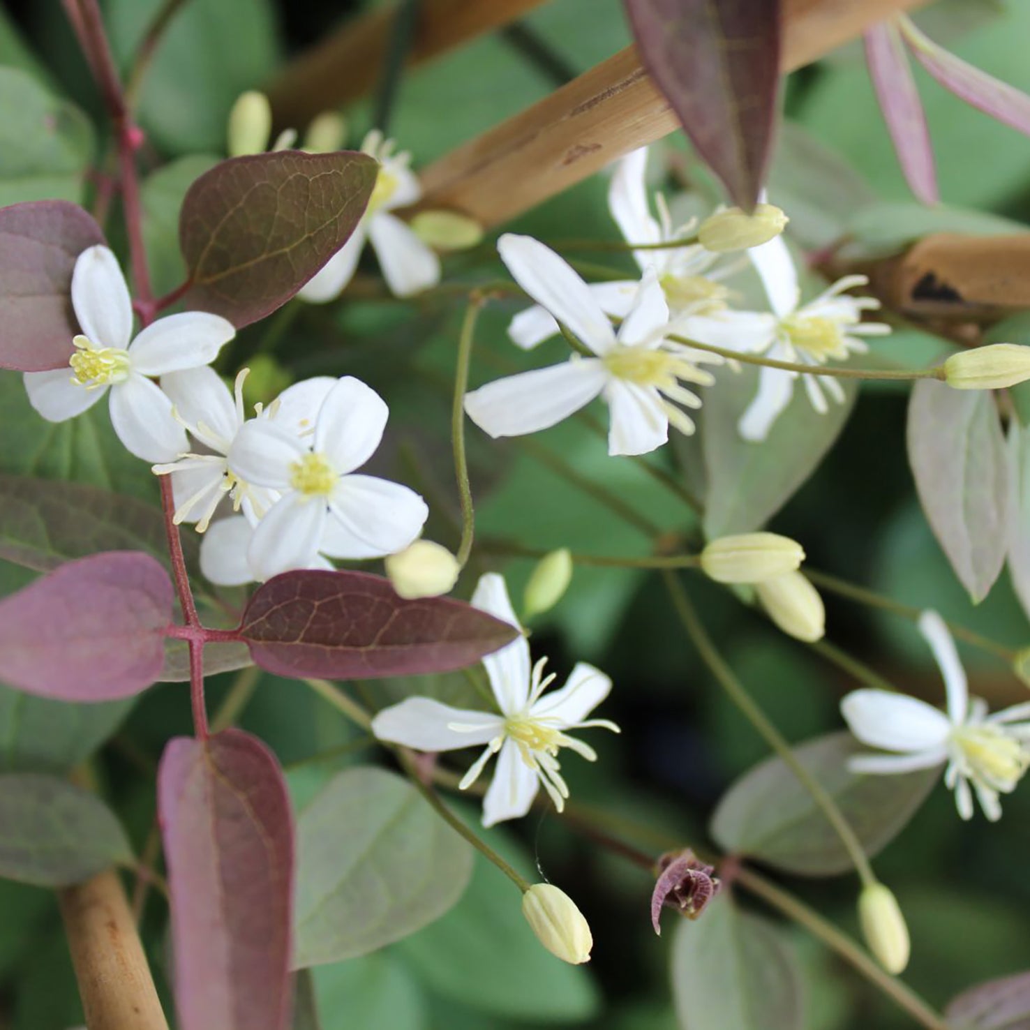 Clematis recta 'Purpurea'