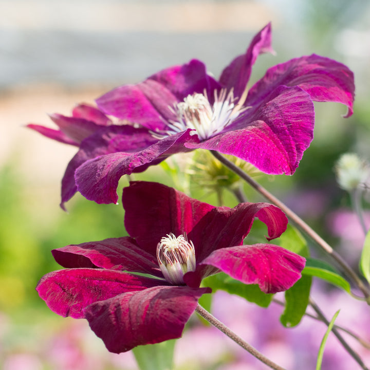 Blüte der Clematis 'Rouge Cardinal'