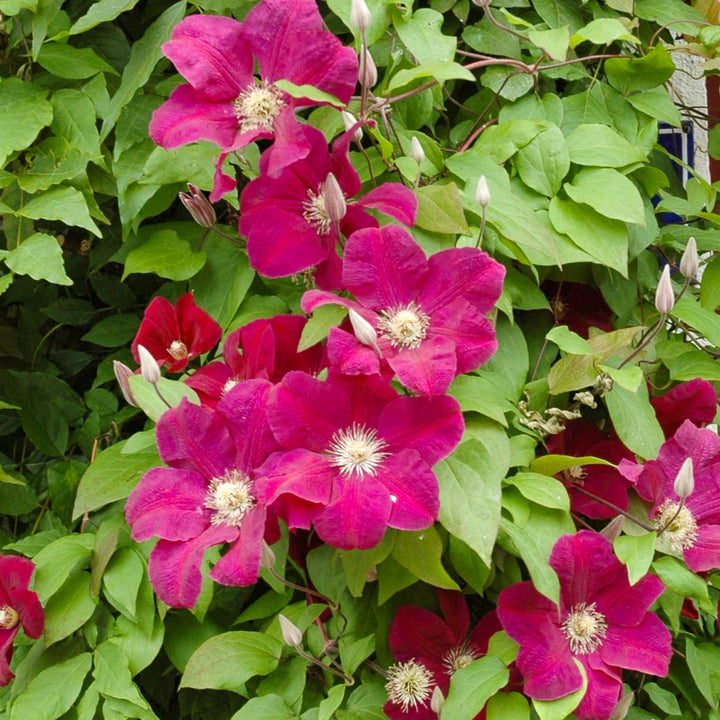 Clematis 'Rouge Cardinal' im Garten