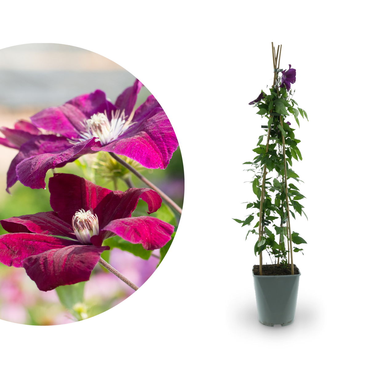 Clematis 'Rouge Cardinal' Burgunderrot