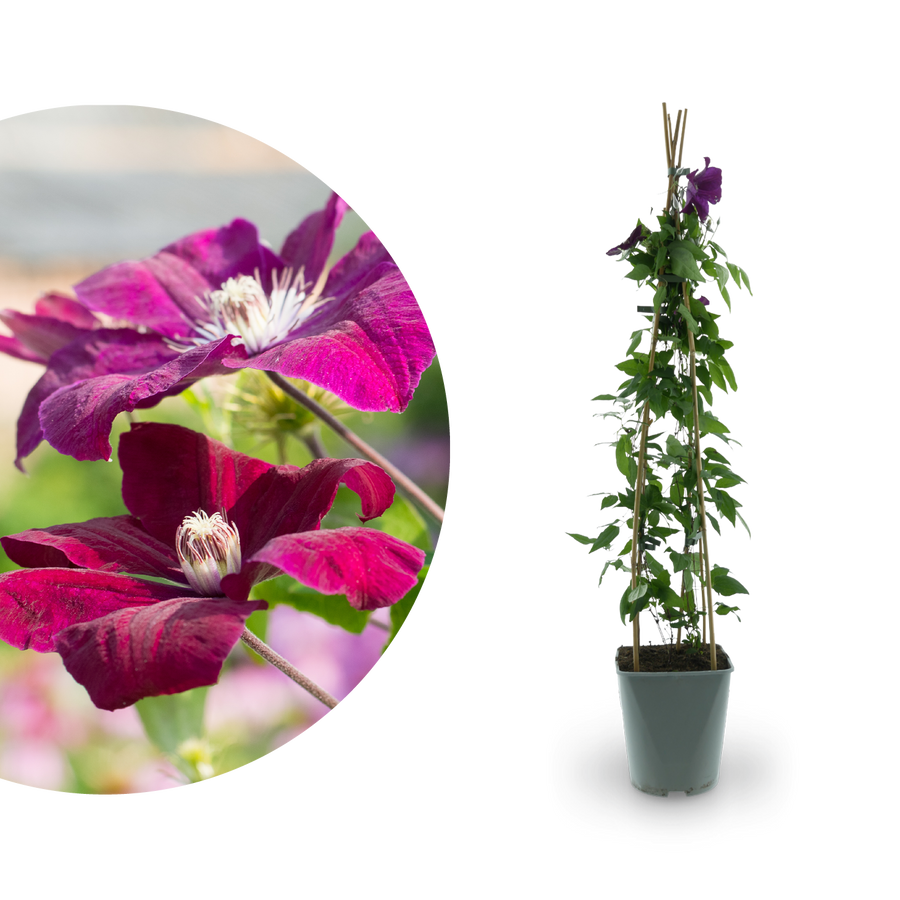 Clematis 'Rouge Cardinal' Burgunderrot