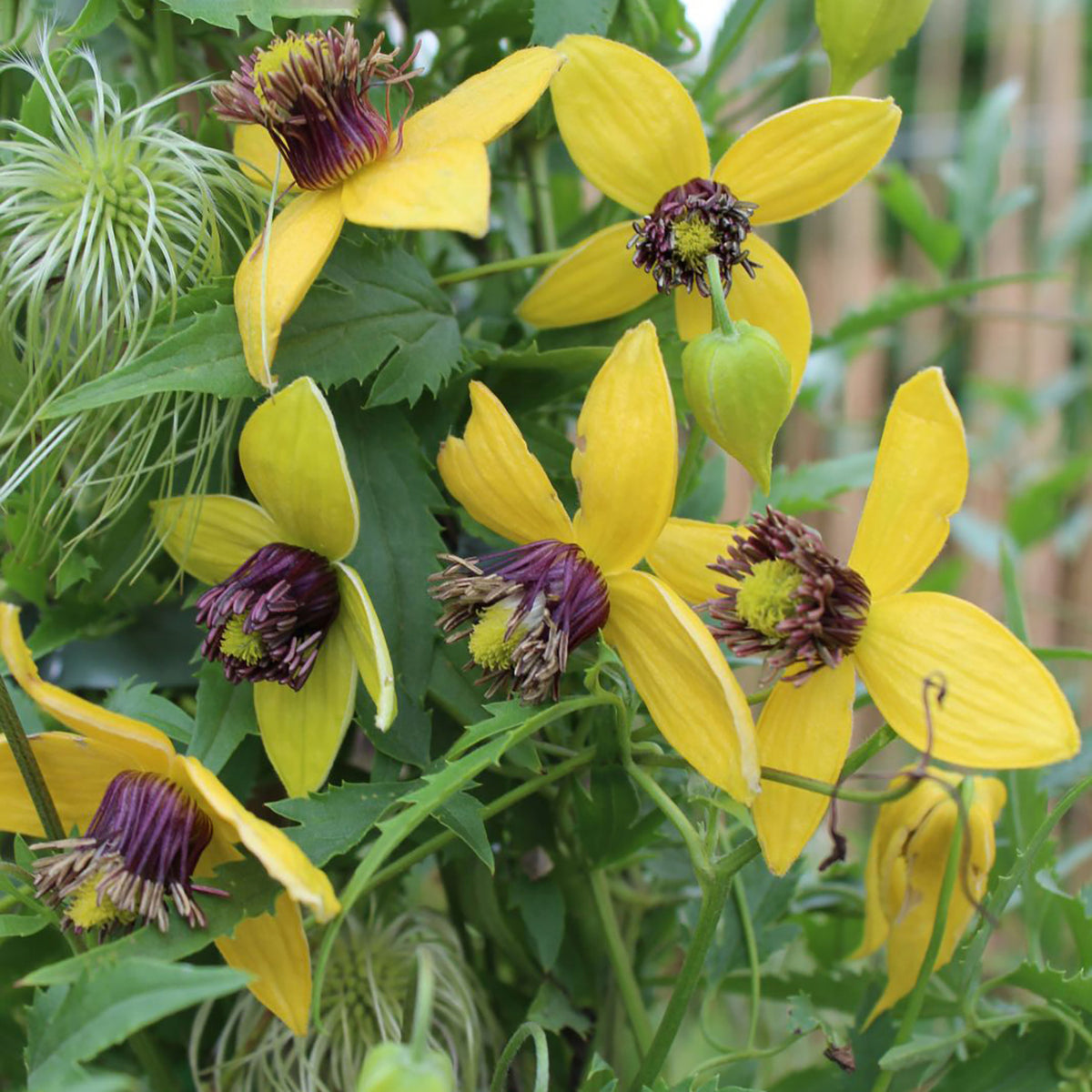Clematis serratifolia 'Golden Tiara'®