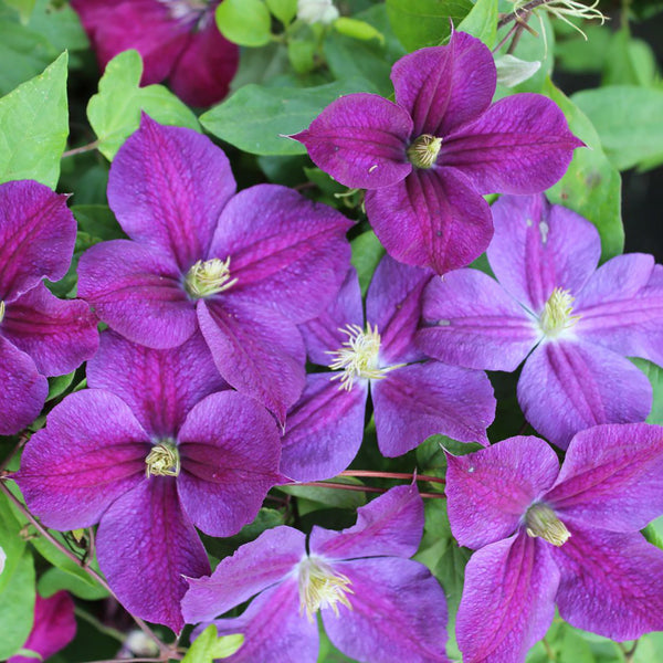 Clematis 'Star of India'