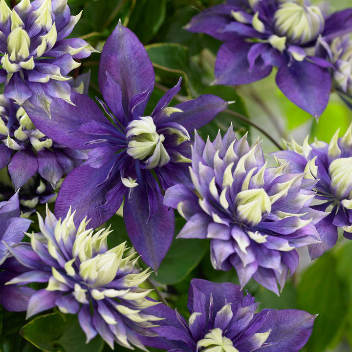 Clematis 'Taiga'®