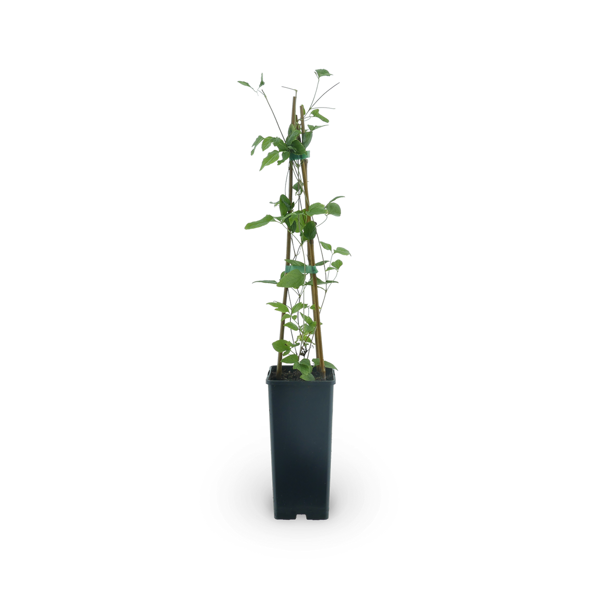 Clematis 'Taiga'®