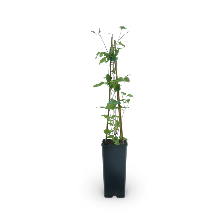Clematis 'Taiga'®