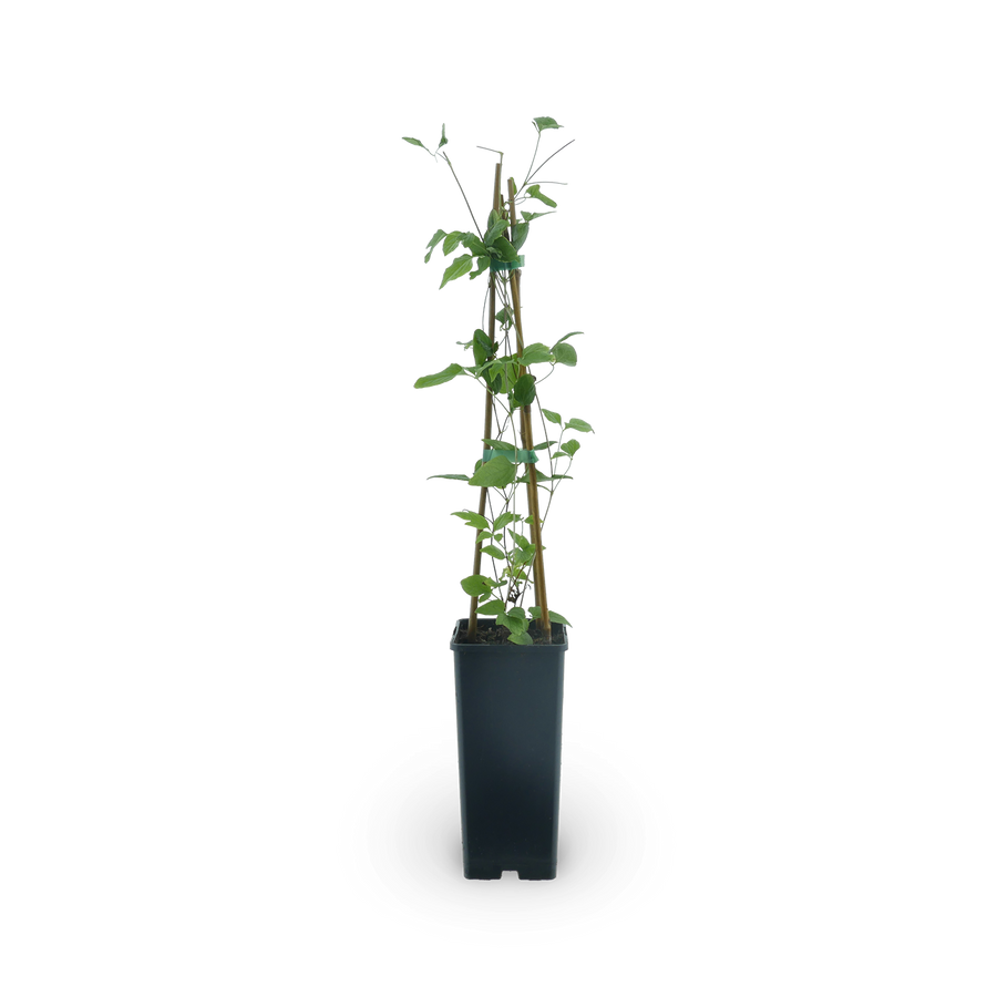 Clematis 'Taiga'®