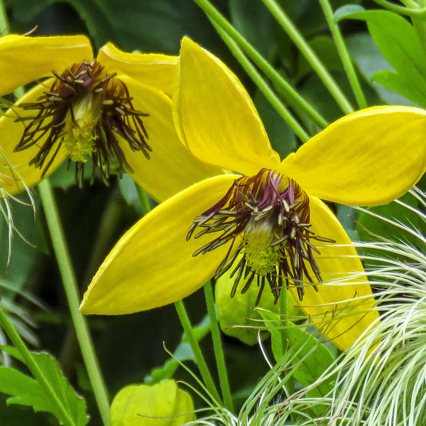 Clematis tangutica 'Golden Harvest'