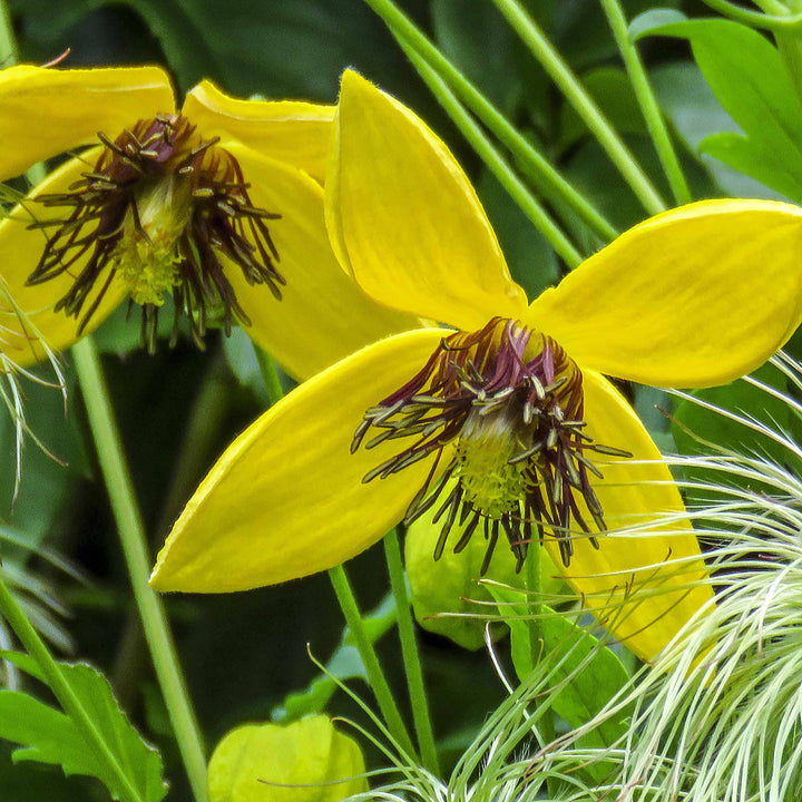 Clematis tangutica 'Golden Harvest'