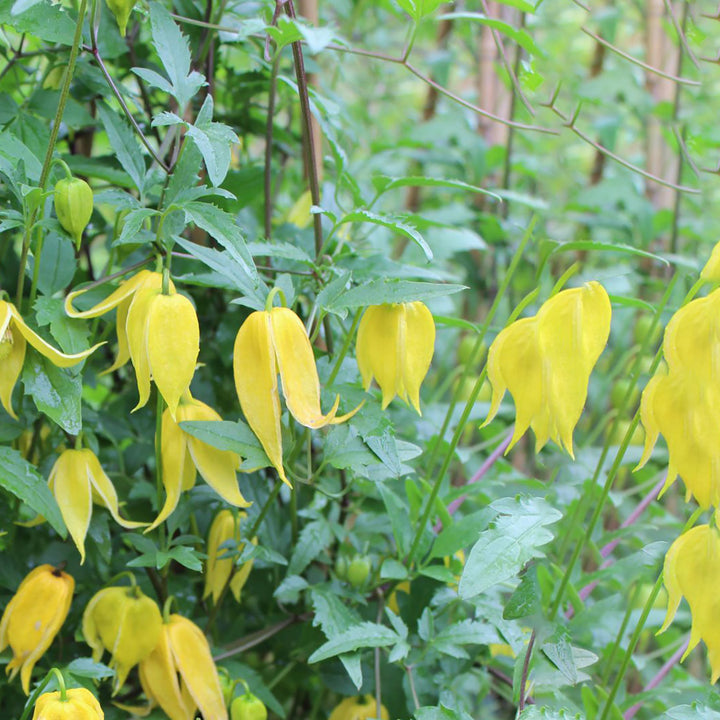 Clematis tangutica