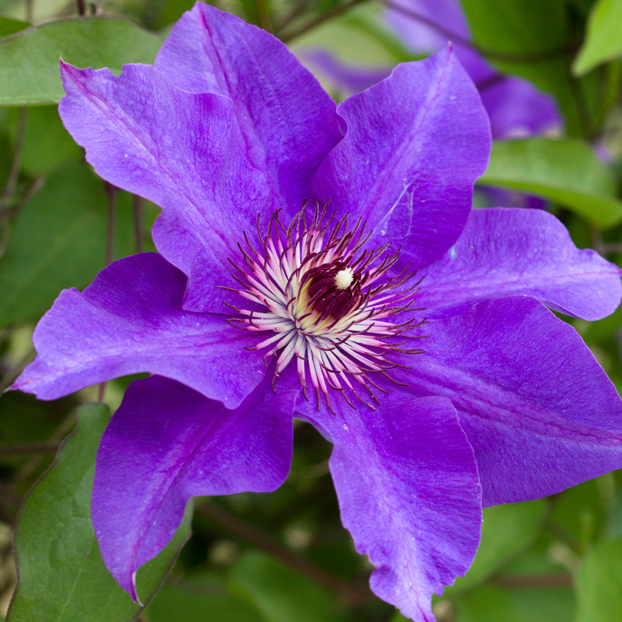 Blüte der Clematis 'The President'