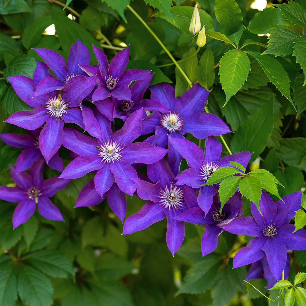 Clematis 'The President' im Garten