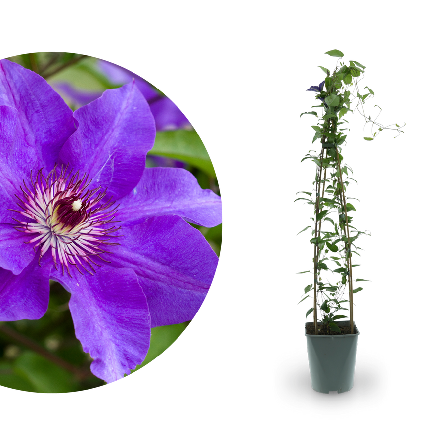 Clematis 'The President' Purpurblau