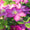 Clematis 'Ville de Lyon'