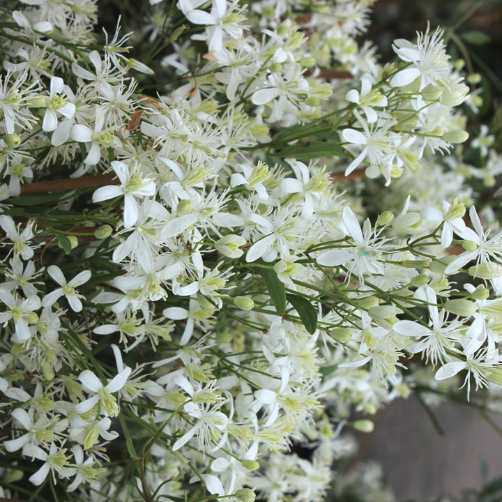 Clematis vitalba