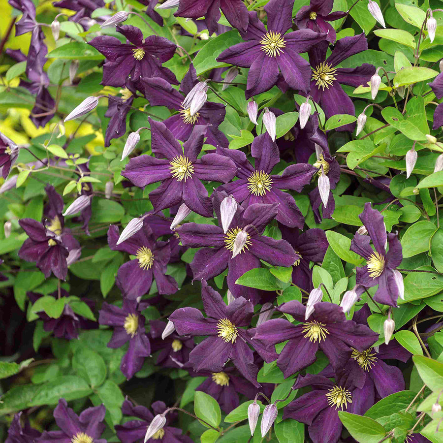 Clematis viticella 'Romantica'