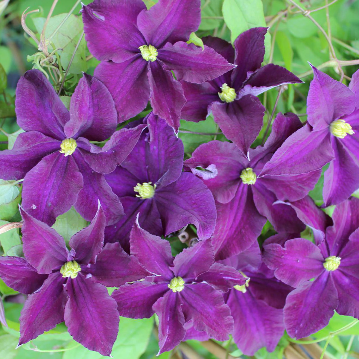 Clematis viticella 'Viola'
