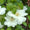 Clematis Waldrebe 'Guernsey Cream' – Großblumige Hybride für Outdoor